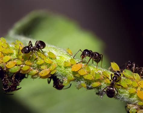 Ant Control & Exterminators | EcoGuard Pest Management