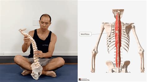 3 Rounded Shoulders Exercises to Fix Posture in 10 Minutes a Day - Precision Movement