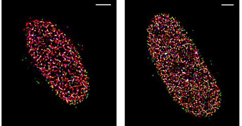 STORM Super-Resolution | Teledyne Vision Solutions