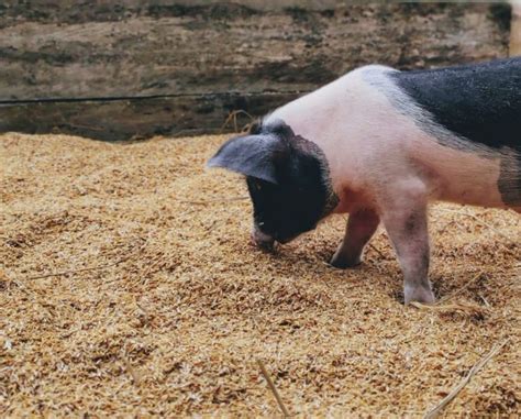 ASF outbreak in Assam (Part-I): $2 bn market hit, small farmers hit the ...