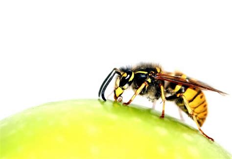 Qué hacer en caso de picadura de avispa - Consejos y pasos para curar ...