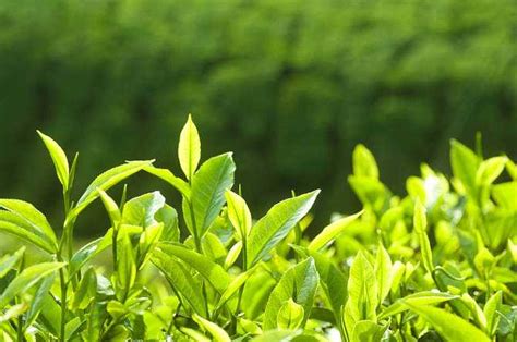 2019年，中国茶叶国内销售总额为2739.5亿元，绿茶占比过半！_世品汇杂志社_新浪博客
