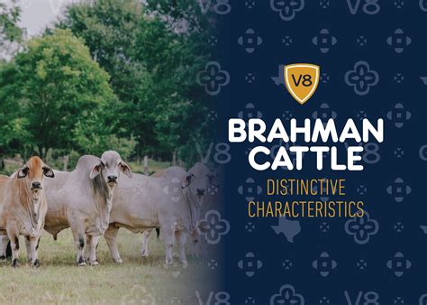 Brahman Cattle Characteristics