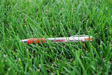Buy Tall Fescue Turf Feather Seeds Online in India, Hyderabad ...