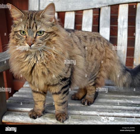 Long Haired Brown Tabby Cats 20 Long Haired Cat Breeds