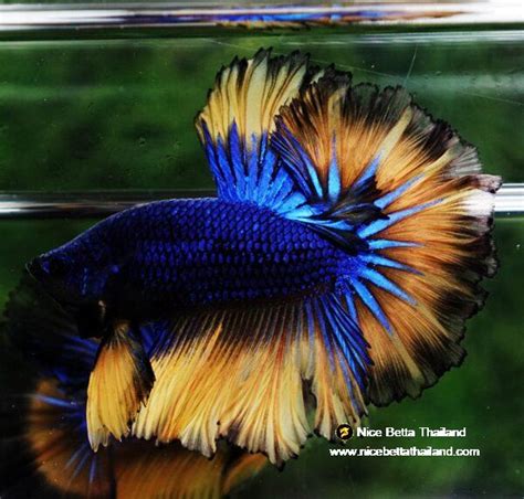 Image result for Betta Fish Compatibility