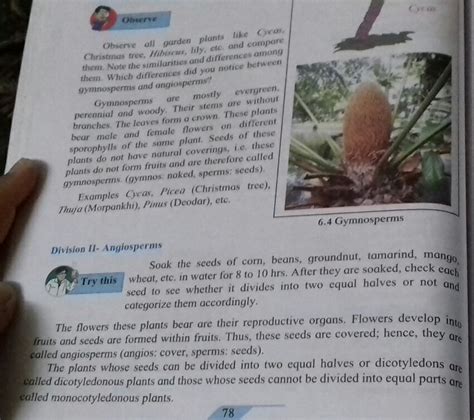 Classy the following into gymnosperms and angiosperms - Brainly.in