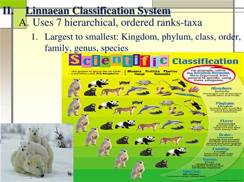 Image result for Linnaean Classification System