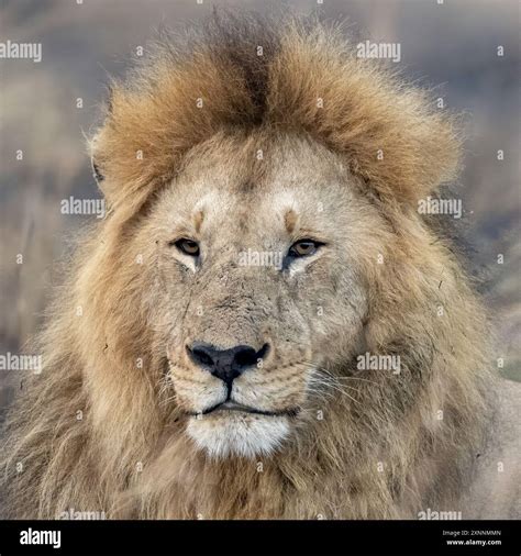 Majestic lion of india hi-res stock photography and images - Alamy