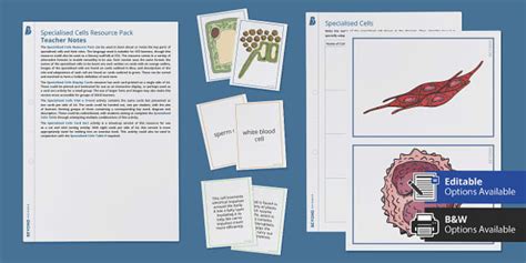 Specialised Cells Resource Pack | Biology | Beyond