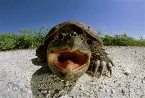 Image result for Common snapping turtle Snapping Turtle Bite