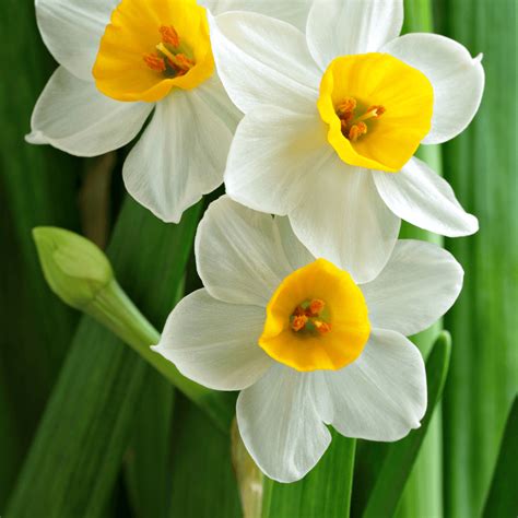 Narcissus Flower Meaning, Spiritual Symbolism, Color Meaning & More ...