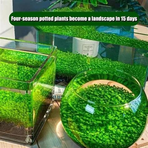 Aquatic Double Leaf Aquarium Plants Seeds – BitKarts