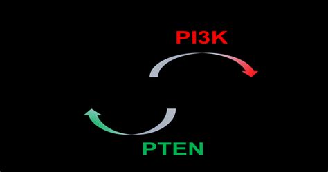 Image result for PI3K PIP PIP2 PIP3