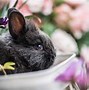 Image result for Baby Wild Rabbits Eat What