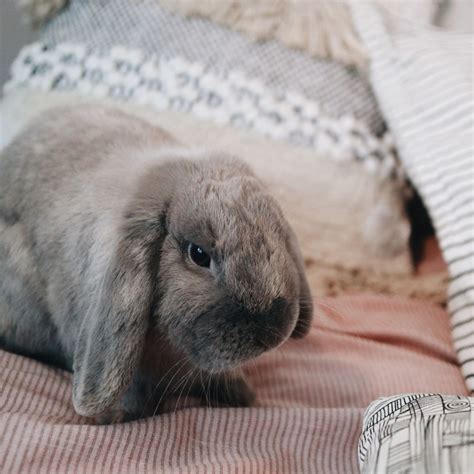 Did you know it's National Bunny Day? This day promotes healthy ...