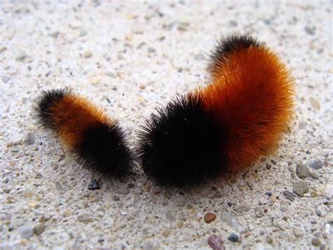 Mommy & Baby Woolly Bear Caterpillar