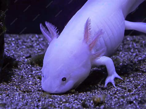 Mexican Axolotl Salamander Facts – OVMN