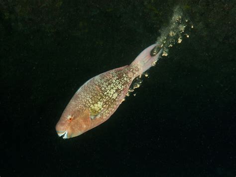 Do Fish Go Pee at Laura Hefley blog