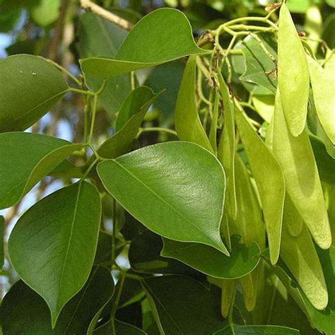 Buy Dalbergia Sissoo, Sheesham - 0.5 kg Seeds online from Nurserylive ...