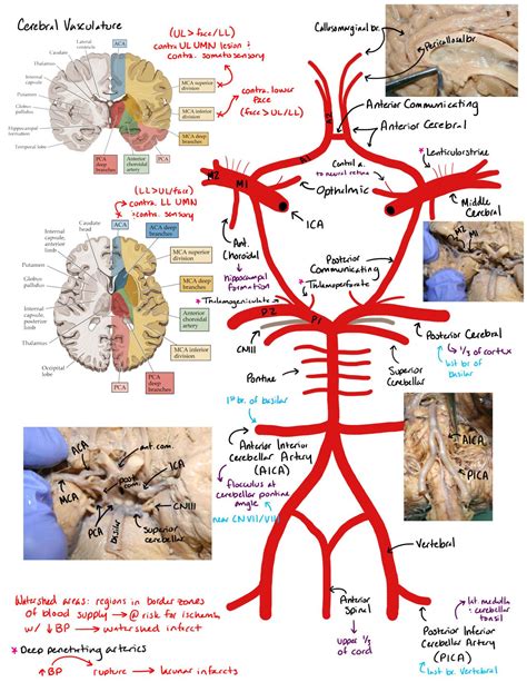 MD in training : Photo | Medical anatomy, Medical school motivation, Basic anatomy and physiology