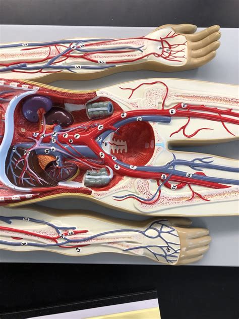 Image result for Circulatory System Model