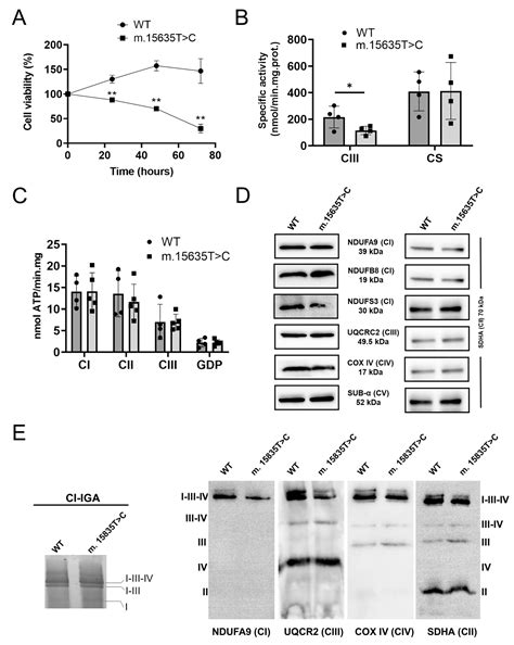 Adult Leigh Syndrome Associated with the m.15635T>C Mitochondrial DNA ...