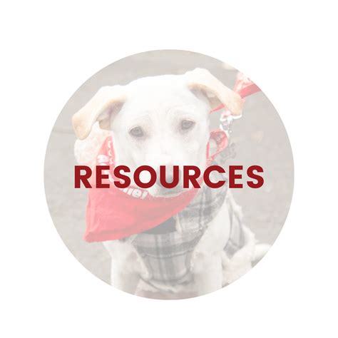 Dog Star Rescue | Best CT Dog Rescue | Adopt Rescue Dog CT