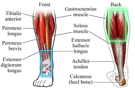 Image result for Extensor Digitorum Longus Muscle Function