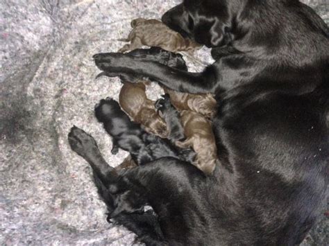 Hunde Kleinanzeigen | Hunde Annoncen | Hunde Inserate | Hunde ...