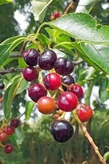 Cloud Farm Live Cherry Fruit/Black Tartarian Cherry/Sweetheart cherry 1 ...