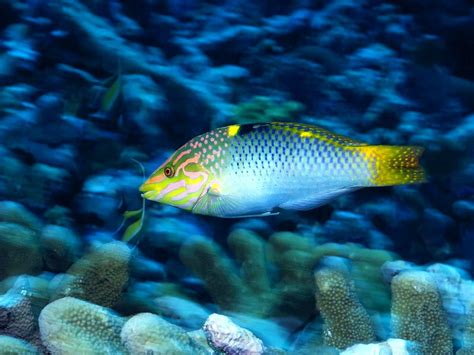 Sea Fish 的图像结果