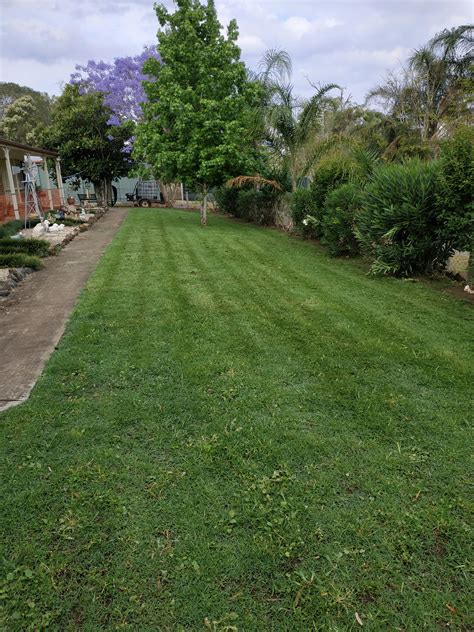 Creeping Red Fescue – Best Grass for Australian Backyards