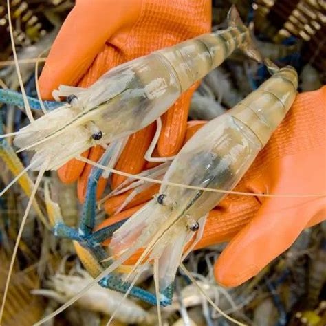 Bioclean Aqua - Feed Additive for High Stocking Rate in Tiger Shrimps ...