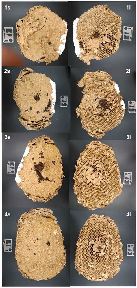 Notes on the Nest Architecture and Colony Composition in Winter of the ...