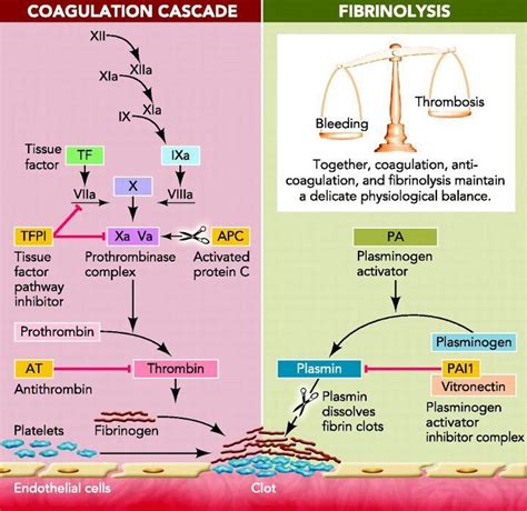 Image result for Coapulation in Humans