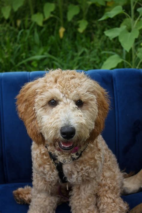 Tallulah - Bethlehem Counseling Associates