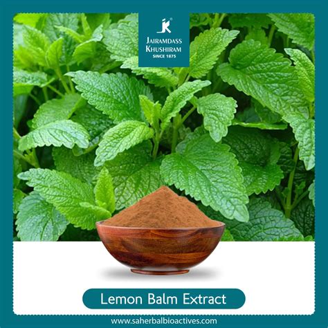 Manufacturer of Lemon Balm Extract I Melissa Officinalis