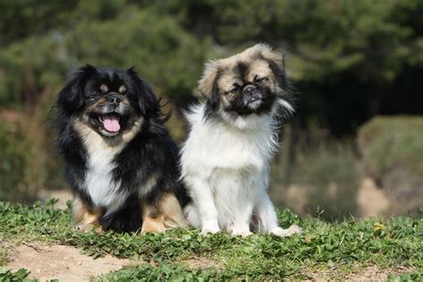 Tibetan Spaniel The Ultimate Guide To Tibetan Spaniels: History, Care,