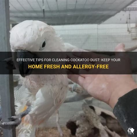 Image result for How to Clean Cuttlebug