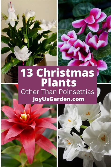 What Are The Christmas Plants at Oscar Solis blog