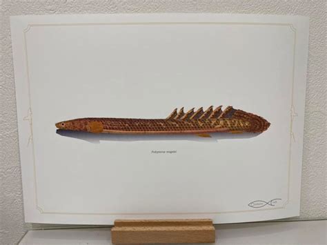 Polypterus teugelsi A4 Drawing Poster | Osakanacraft
