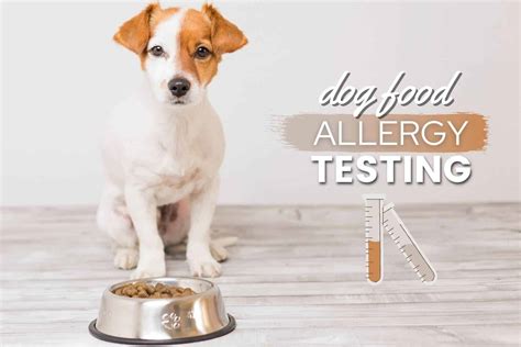 Dog Food Allergy Tests: Do They Work, Are They Accurate, Cost? [Best ...