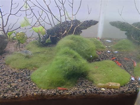 Marimo Moss Ball Aquarium