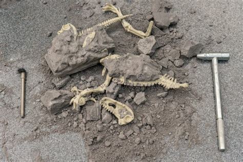 恐龙真骨化石引游客“穿越”|恐龙|骨化石|徐雪_新浪新闻