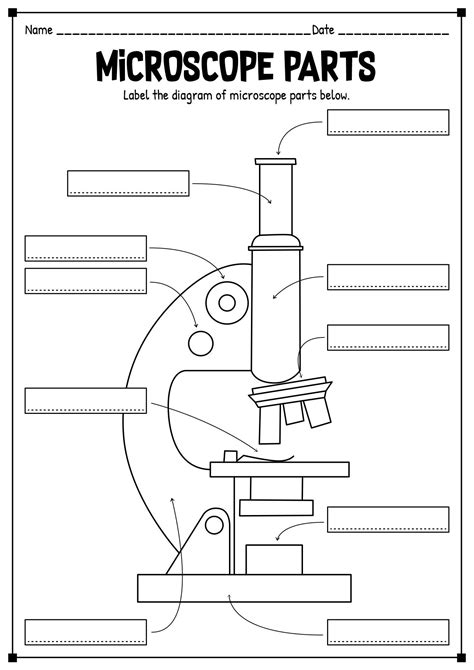 15 Printable Microscope Worksheet | Microscope parts, Microscope, Worksheets - sketch of microscope