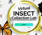 4-H Virtual Insect Collection 的图像结果