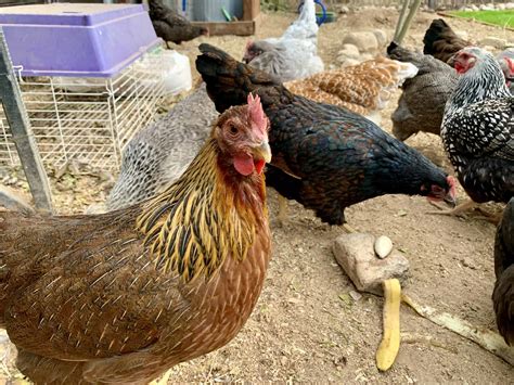 Can Chickens Eat Bananas and Banana Peels | Safe Feeding Tips