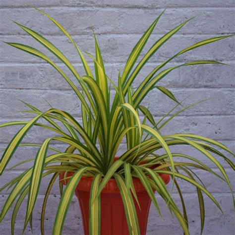 Pandanus Variegated Care at Luis Becker blog