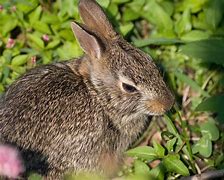 Image result for Baby Bunny Background